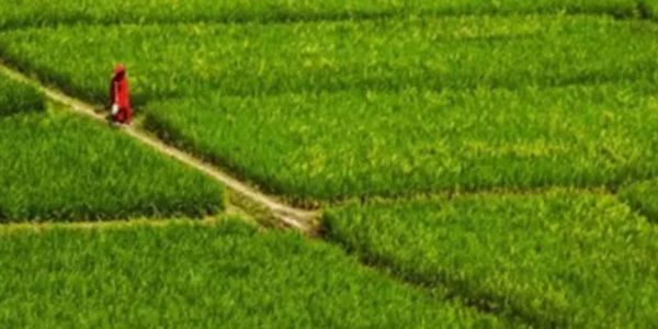 আজমিরীগঞ্জে কৃষি জমির সংকট বাড়ছে